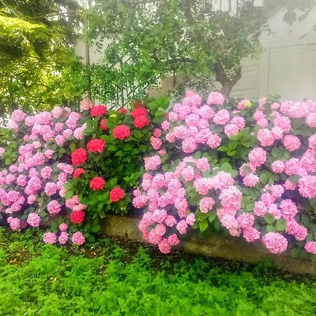 Lavander Appartement *